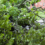 Disposing of Woody Storm Debris from Asian Longhorned Beetle Host Trees