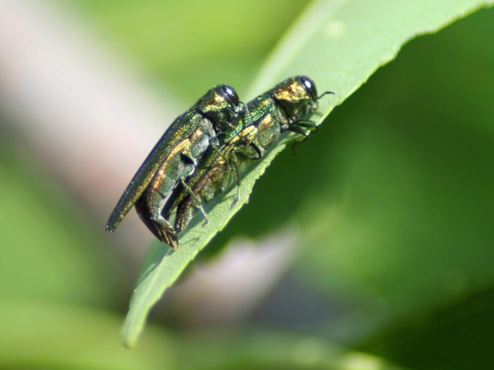 emerald ash borer mating on a leaf