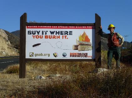 goldspotted oak borer sign 